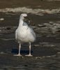 gull-with-crab.jpg