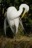 great-egret-preening.jpg