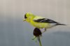 American Goldfinch.jpg