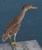 immature-black-crowned-night-heron2.jpg