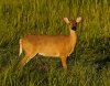 deer-in-early-light.jpg