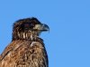 juvenile-bald-eagle.jpg