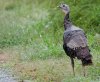 wild-turkey.jpg