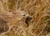 red-tail-grabs-a-meal.jpg