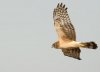 female-northern-harrier (2).jpg