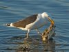 gull with fish remains.jpg