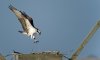 osprey with stick.jpg