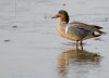 green-winged-teal1.jpg