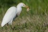 cattle-egret-with-frog1.jpg