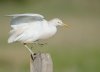 cattle-egret-landing-on-fence-post1.jpg