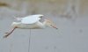 cattle-egret-flight1.jpg