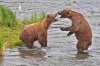 Bear Confrontation.jpg