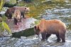 Bear & Cubs #3.jpg