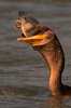 cormorant swallowing fish.jpg