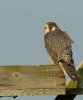 peregrine falcon.jpg