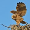 DSC_4816 Fledgling Great Horned Owl.jpg