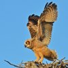 DSC_4821 Fledgling Great Horned Owl.jpg