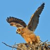 DSC_4827 Fledgling Great Horned Owl.jpg