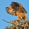 DSC_4828 Fledgling Great Horned Owl.jpg