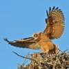 DSC_4829 Fledgling Great Horned Owl.jpg