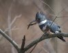 female belted king fisher.jpg