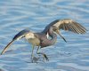 tri-colored-heron2.jpg