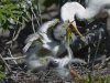 _DSC0562 Egrets feeding crop.jpg