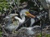 _DSC0565 Egrets feeding crop.jpg