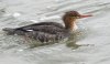 red-breasted-merganser.jpg