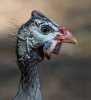 guinea-hen.jpg